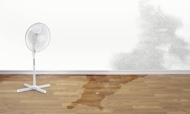 Best Water damage cleanup near me  in Culloden, WV